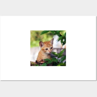 Cute kitten cat perched in a tree with an inquisitive look Posters and Art